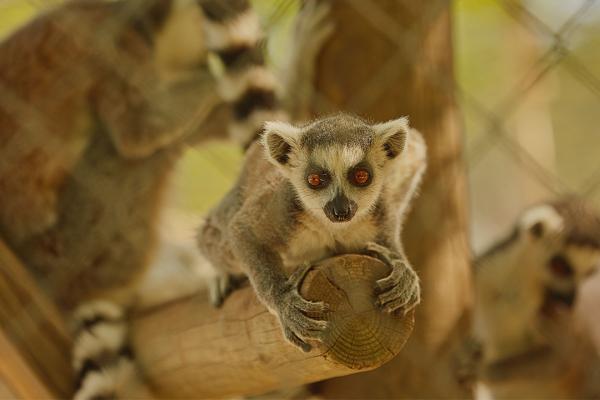 Lemures rescatados en Alc¡bacete