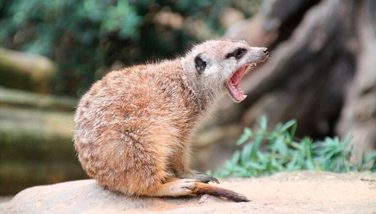 La suricata como mascota: cómo cuidar un suricato | AAP