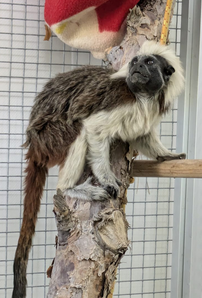 Tam a su llegada a AAP primadomus, con el pelaje sucio y en mal estado