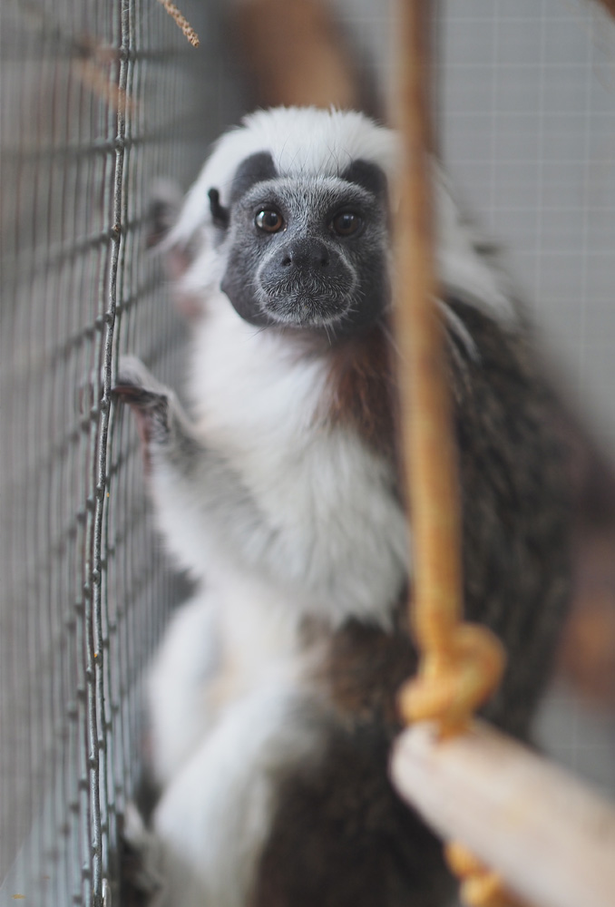 La titi cabeza de algodon Tam en AAP primadomus dos meses después de su llegada. El pelaje y la condicion fisica han cambiado totalmente.