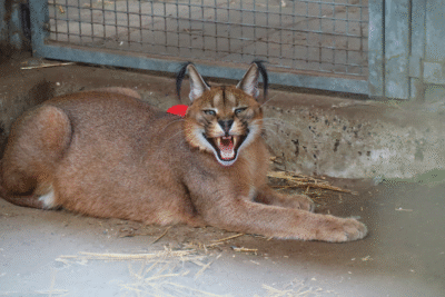 Caracal rescatado por AAP de ser mantenido como animal de compañía
