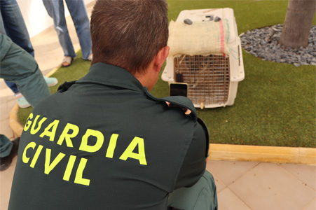 Guardia Civil observa al serval Tila