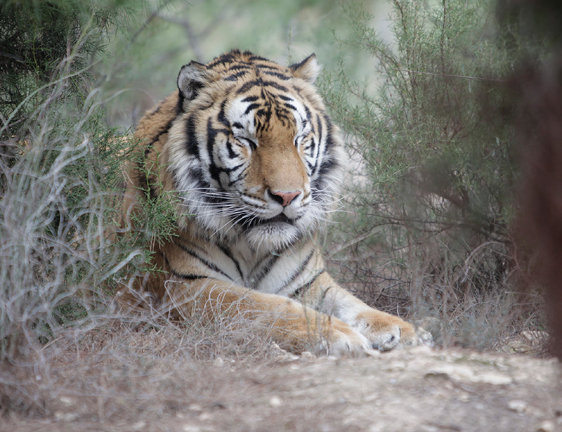 Aqua duerme en AAP Primadomus