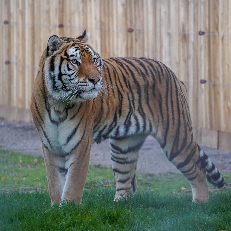 Aqua en Noah's Ark socio de reubicación de AAP 1