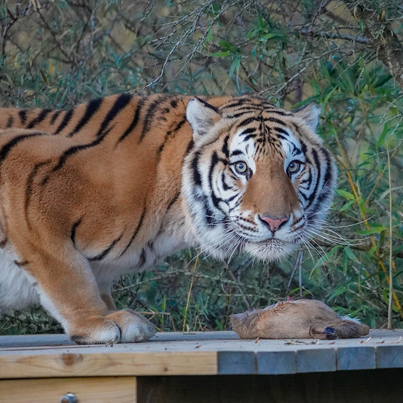 Aqua en Noah's Ark socio de reubicación de AAP 3