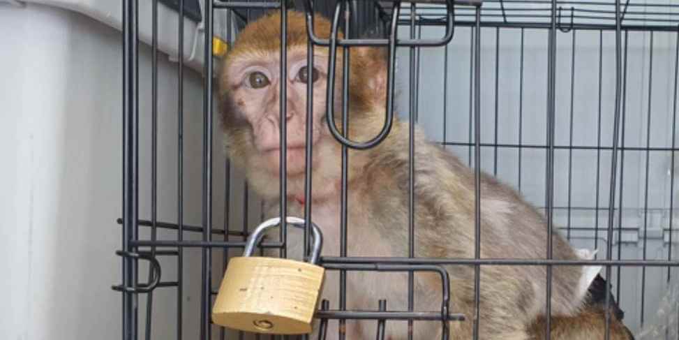 Chitto - macaco de Berbería rescatado, llega a AAP Primadomus