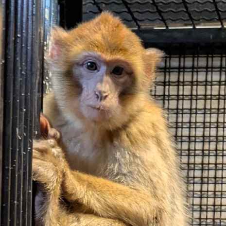 Chitto - macaco de Berbería rescatado en Alemania llega a AAP