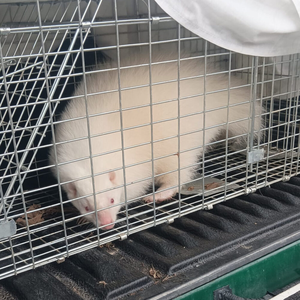 Mofeta en jaula de captura