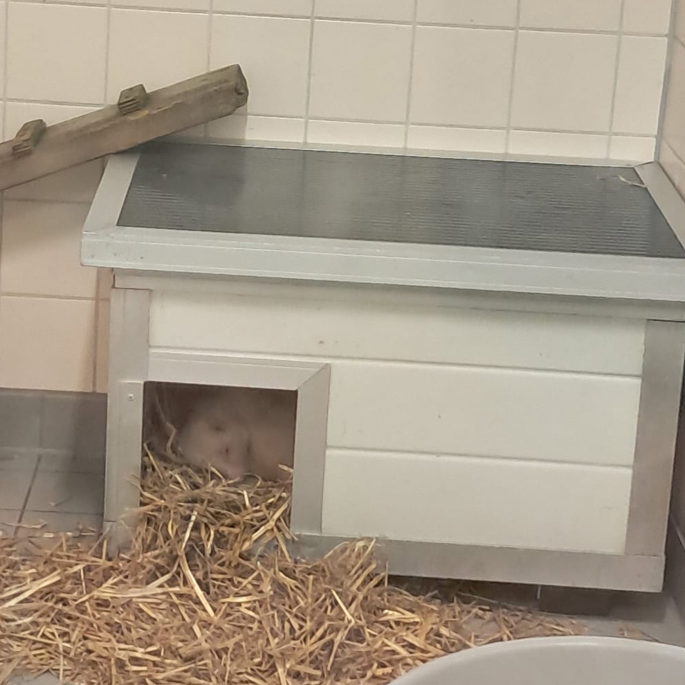 Mofeta duerme en la cuarentena de AAP