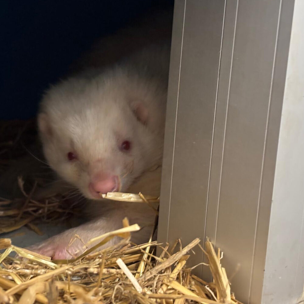 Una de las mofetas rescatadas en Cataluña en AAP