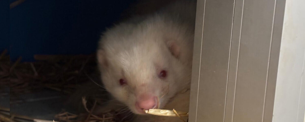 Mofeta rescatada por AAP