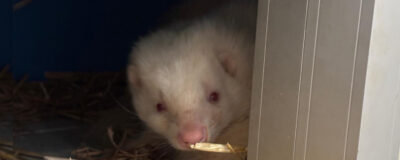 Mofeta rescatada por AAP