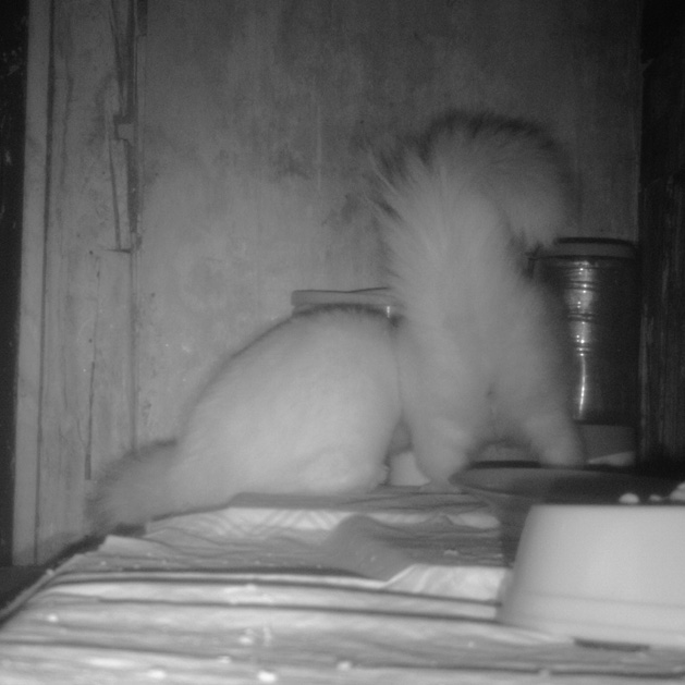 Cámara trampa fotografía las mofetas albinas