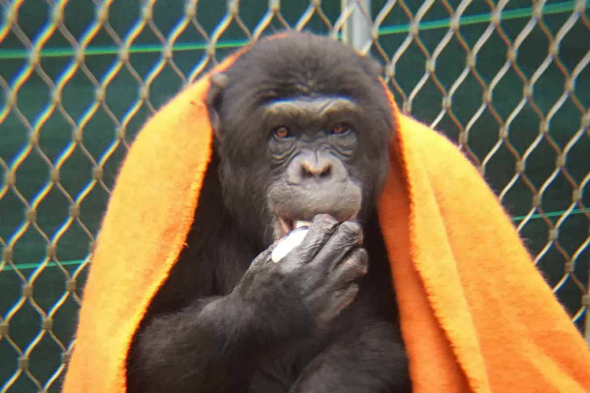 La chimpancé Regina se cubre con una manta en AAP