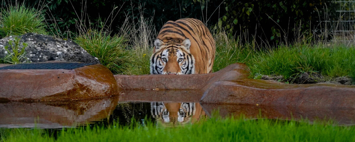 Aqua en Noah's Ark socio de reubicación AAP