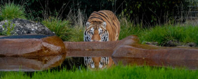 Aqua en Noah's Ark socio de reubicación AAP