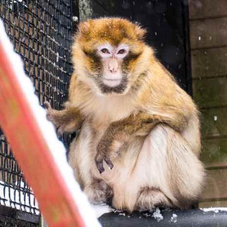 Un macaco de Berbería rescatado en AAP Almere, en Países Bajos