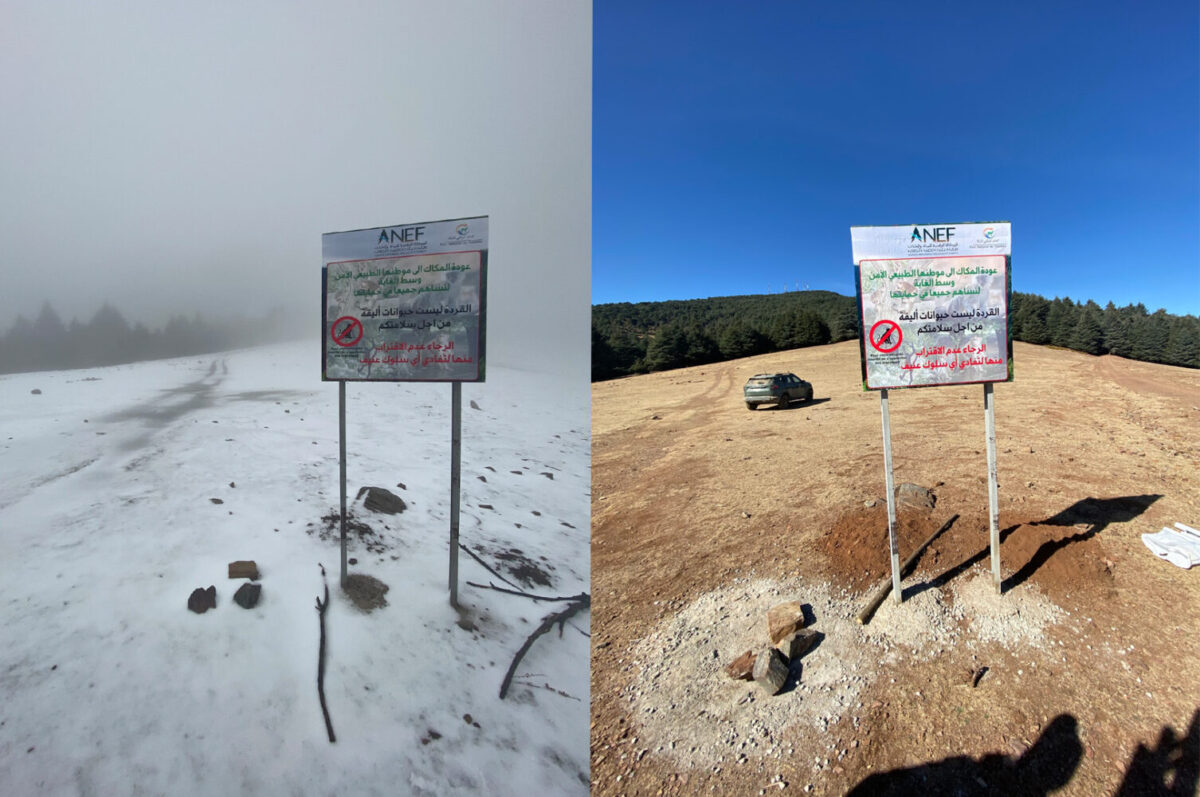 Cartel del proyecto Born to Be Wild en invierno y tras las nevadas