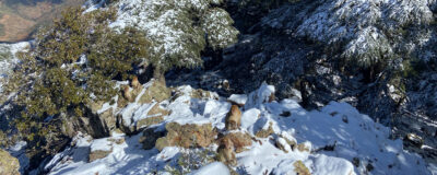 Born to Be Wild actualización grupo liberado