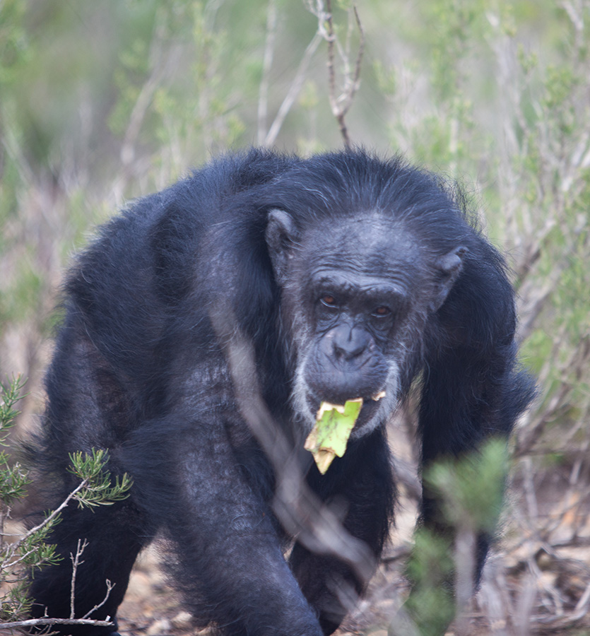 La chimpancé Prudence forrajea en AAP Primadomus