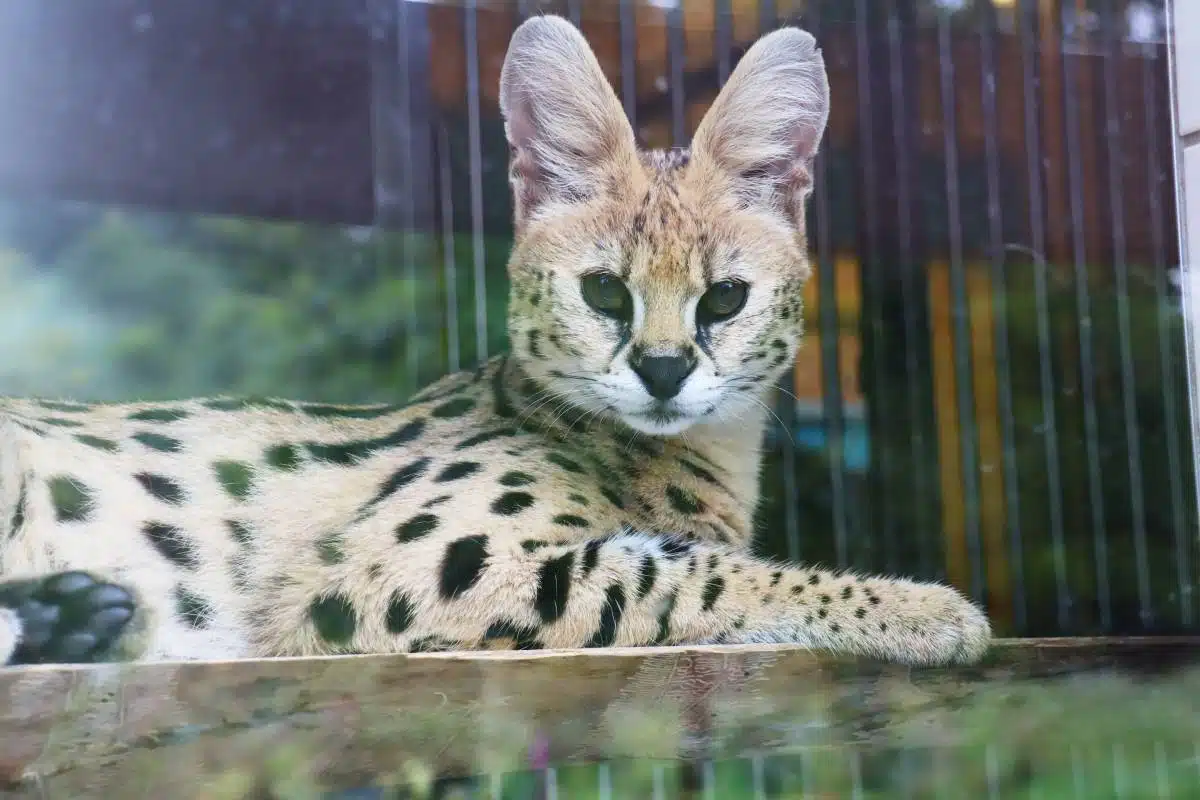 Serval Noa en AAP