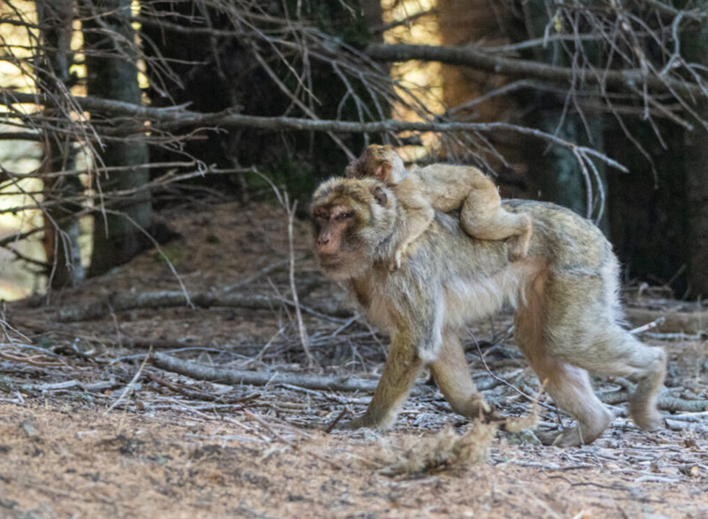 Born to Be Wild - Macaco de Berbería y su cría de vuelta a la naturaleza en el marco del proyecto Born to Be Wild