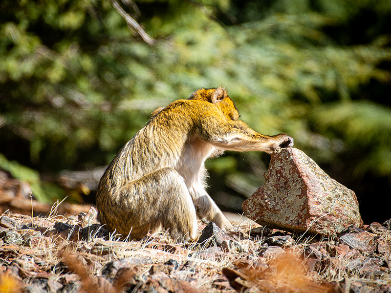 Uno de los macacos de Berbería del proyecto Born to Be Wild busca alimento bajo una piedra