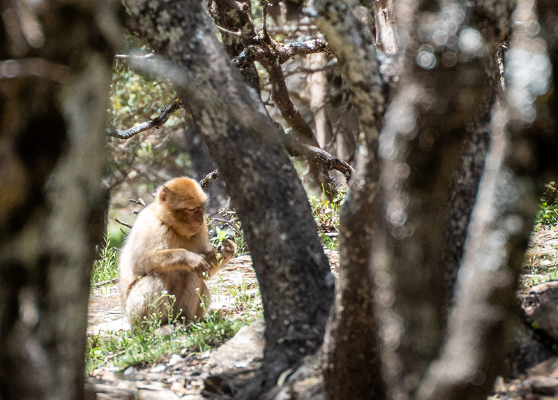 Born to Be Wild - segunda liberación grupo de Meknes enel marco del proyecto Born to Be Wild